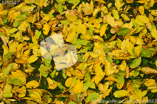 Image of Colorful autumn leaves.