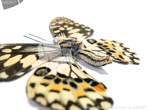Image of Butterfly (Spot Swordtail) closeup