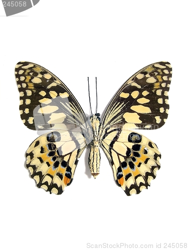 Image of Butterfly (Spot Swordtail)
