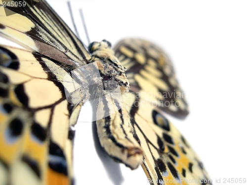 Image of Butterfly (Spot Swordtail) closeup