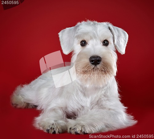 Image of white miniature schnauzer puppy