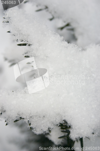 Image of Branch with Snow