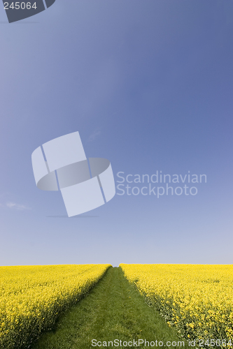 Image of Yellow flowers and blue sky