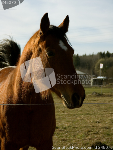 Image of Horse at afternoon