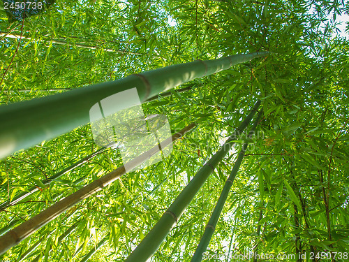 Image of Bamboo plants