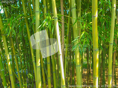 Image of Bamboo plants