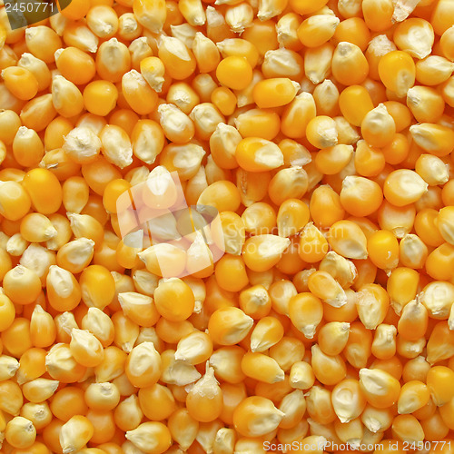 Image of Maize corn