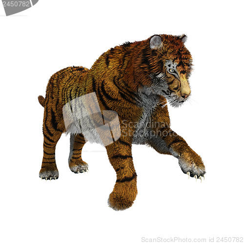 Image of Tiger