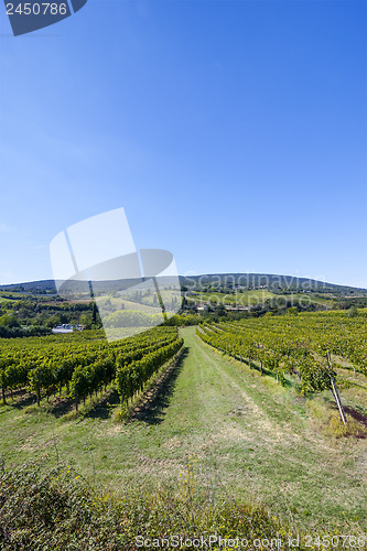 Image of Wine Hill Italy