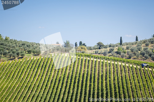 Image of Wine Hill Italy