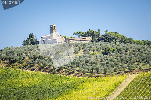 Image of Olive trees