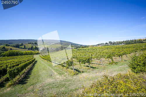 Image of Wine Hill Italy