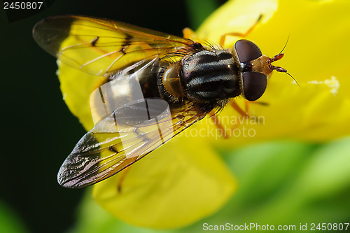 Image of Fly on flower 