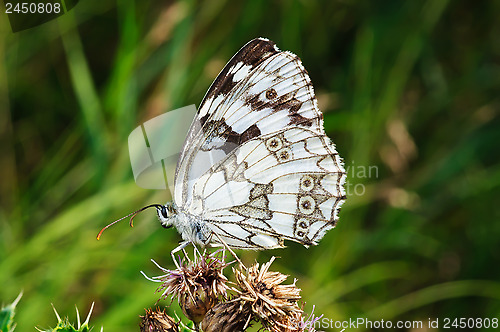 Image of Butterfly on a dry flower