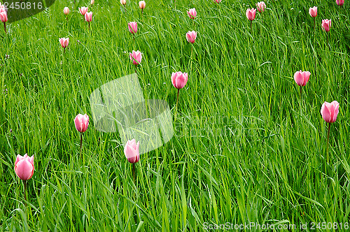 Image of Tulips in the green grass
