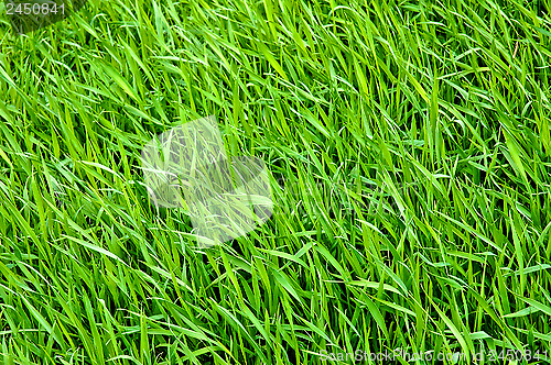 Image of Green grass