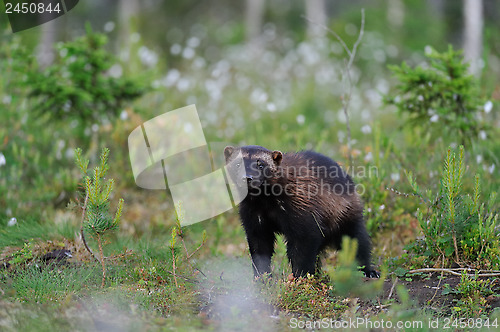 Image of Wolverine walking