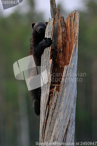 Image of Wolverine climbing