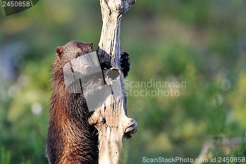 Image of Wolverine climb up a tree