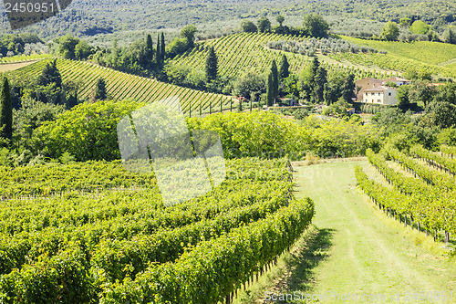 Image of Wine Hill Italy