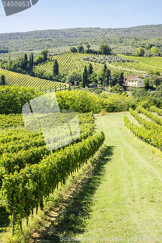 Image of Wine Hill Italy