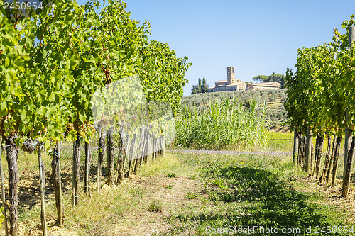 Image of Wine Hill Italy