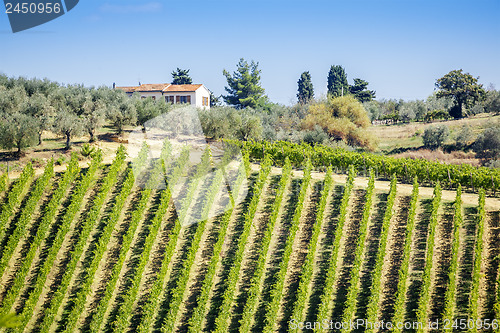 Image of Wine Hill Italy