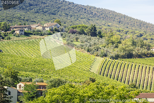 Image of Wine Hill Italy