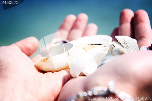 Image of Scallop
