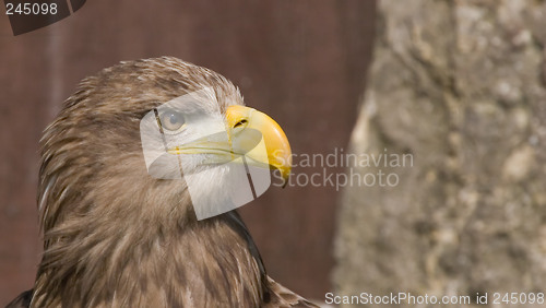 Image of Eagle head