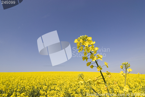 Image of Field of yellow flowers