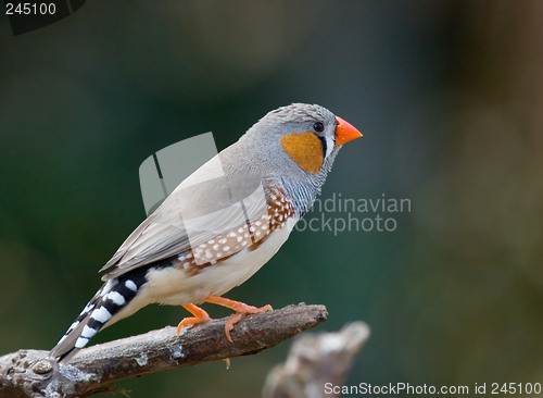 Image of Zebra finch