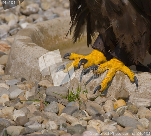 Image of Eagle claws