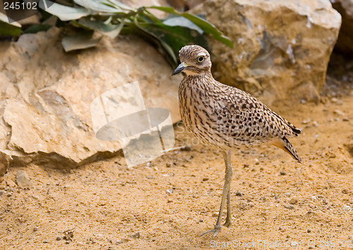 Image of Desert bird