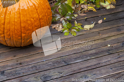 Image of pumpkin in the rain
