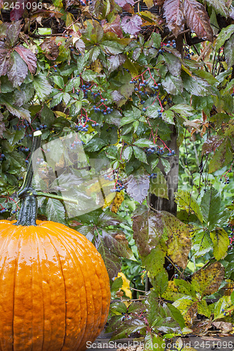 Image of pumpkin and vine in the rain