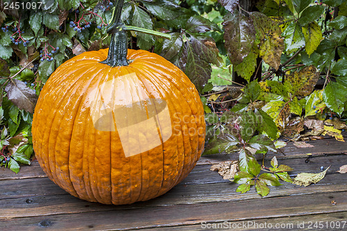 Image of pumpkin in the rain