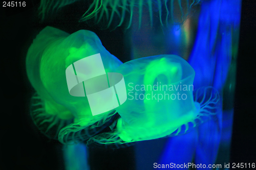 Image of Jellyfish