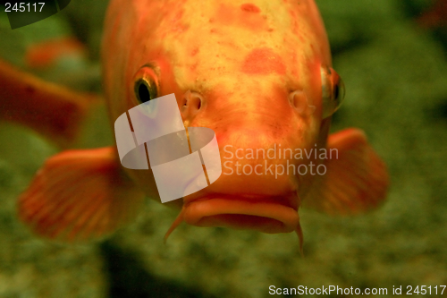 Image of Orange fish