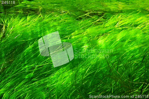 Image of Underwater grass