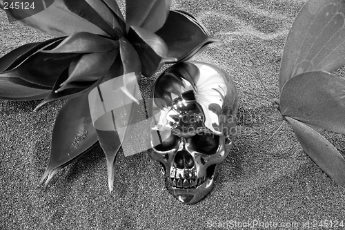 Image of Silver scull