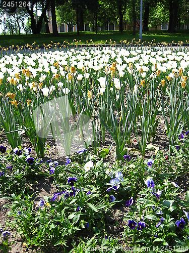 Image of white tulips and pansies on the city flower-bed