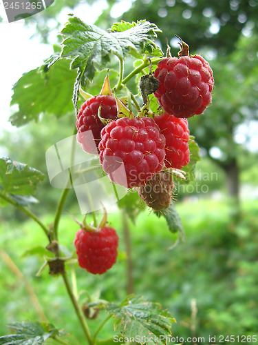 Image of red ripe berries of raspberry