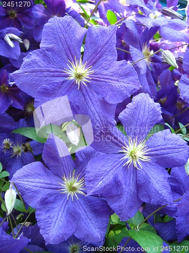 Image of beautiful blue flowers of clematis