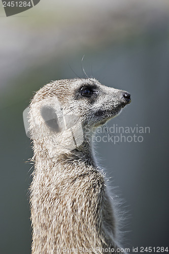 Image of 1553 Meerkat profile