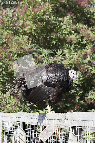 Image of 1566 Turkey on fence portrait format