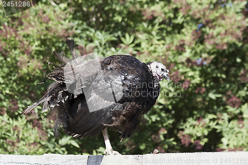 Image of 1567 Turkey standing on fence in sunlight