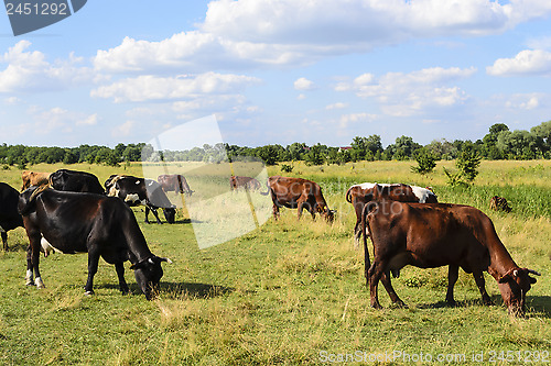 Image of Herd of cows