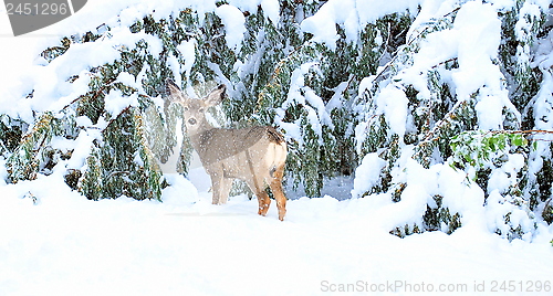 Image of Xmas holiday deer.