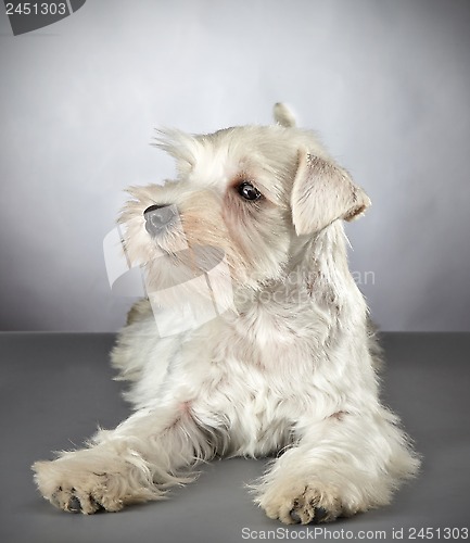 Image of white miniature schnauzer puppy